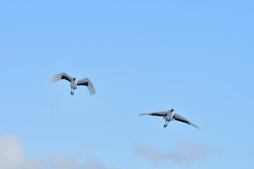 Bird watching, red-crowned crane, in
 winter