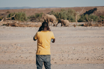 Ein Guide beobachtet eine Gruppe Wüstenelefanten (Loxodonta africana) im Licht der späten Nachmittagssonne in einem ausgetrockneten Flussbett, Purros, Kaokoveld, Namibia