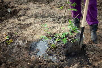 Shovel in ground. Planting trees. Details of planting plants in park. Garden tools.