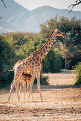 Giraffe (Giraffa giraffa) säugt ihr Jungtier zwischen grünen Büschen in einem ausgetrocknetes Flussbett im Kaokoveld in der Nähe von Purros, Kunene, Namibia
