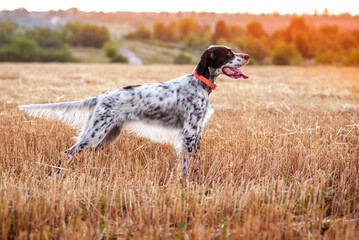 A young beautiful dog of the English Setter breed stands in a rack in a field in the rays of the...