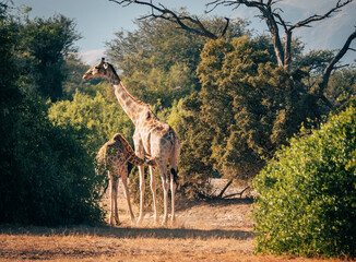 Giraffe (Giraffa giraffa) säugt ihr Jungtier zwischen grünen Büschen in einem ausgetrocknetes...