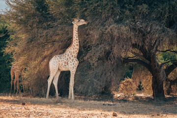 Einzelne Giraffe (Giraffa giraffa) steht am Rande eines ausgetrockneten Flussbetts, um von grünem Buschwerk zu fressen,  Kaokoveld, Kunene, Namibia