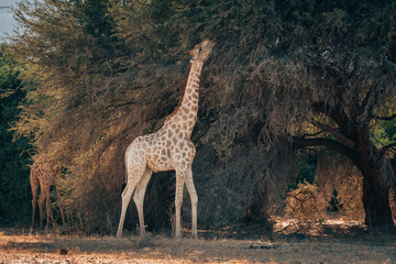 Einzelne Giraffe (Giraffa giraffa) steht am Rande eines ausgetrockneten Flussbetts, um von grünem Buschwerk zu fressen,  Kaokoveld, Kunene, Namibia