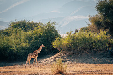 Einzelne junge Giraffe (Giraffa giraffa) läuft durch ein ausgetrocknetes Flussbett im Kaokoveld in der Nähe von Purros, Kunene, Namibia