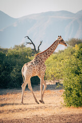 Einzelne Giraffe (Giraffa giraffa) läuft durch ein ausgetrocknetes Flussbett im Kaokoveld in der Nähe von Purros, Kunene, Namibia
