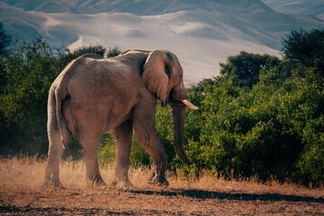 Fototapeta na wymiar Wüstenelefant (Loxodonta africana) läuft in der Morgensonne durch ein ausgetrocknetes Flussbett im Kaokoveld, Namibia
