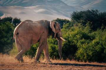Fototapeta na wymiar Wüstenelefant (Loxodonta africana) läuft in der Morgensonne durch ein ausgetrocknetes Flussbett im Kaokoveld, Namibia