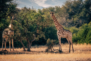 Giraffen (Giraffa giraffa) in einem ausgetrockneten Flussbett im Kaokoveld in der Nähe von Purros, Kunene, Namibia