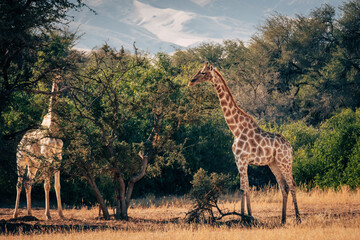 Giraffen (Giraffa giraffa) in einem ausgetrockneten Flussbett im Kaokoveld in der Nähe von Purros, Kunene, Namibia