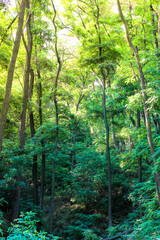 Fototapeta na wymiar Tall trees. A green, shady forest, national park at sunny summer day. Tall, branchy acacia, Robinia or locust trees with lush, dense foliage. Beautiful natural landscape. Panoramic image. Looking up.