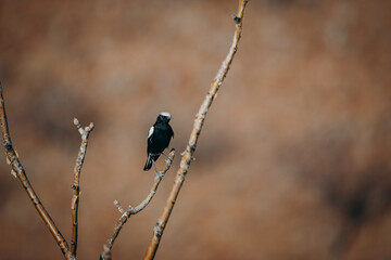 Bergsteinschmätzer (Myrmecocichla monticola) auf einem verdorrten Ast, Kaokoveld, Namibia