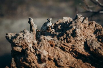 Ein Klippschliefer (Procavia capensis) sonnt sich auf einem Felsen kurz vor Sonnenuntergang, Kaokoveld, Namibia