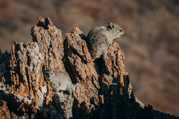 Porträt zweier Klippschliefer (Procavia capensis) auf einem Felsen kurz vor Sonnenuntergang,...