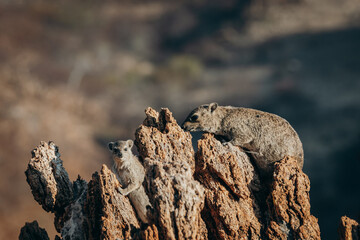 Drei Klippschliefer (Procavia capensis) sonnen sich auf einem Felsen kurz vor Sonnenuntergang,...