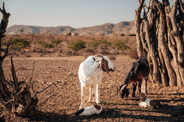 Tierportrait - Ziegen in einem Himba-Dorf im Kaokoveld, Namibia