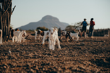 Tierportrait - Kleine Zicklein in einem Himba-Dorf im Kaokoveld, Namibia