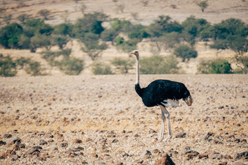 Naklejka premium Männlicher Afrikanischer Strauß (struthio camelus) stolziert über die Trockensavanne, Kaokoveld, Namibia