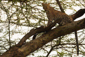 Fototapeta na wymiar Adult leopard in a tree on the looking - Kenya.
