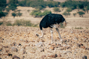 M&auml;nnlicher Afrikanische Strau&szlig; (Struthio camelus) l&auml;uft mit gesenktem Kopf durch die Trockensavanne, Kaokoveld, Namibia