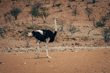 Männlicher Afrikanische Strauß (Struthio camelus) stolziert  stolz durch die Trockensavanne, Kaokoveld, Namibia