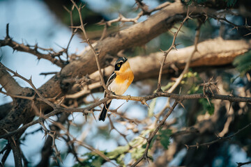 Priritschnäpper (Batis pririt) mit intensiv gefärbter oranger Brust auf einem Baum am Ufer des Kunene, Namibia