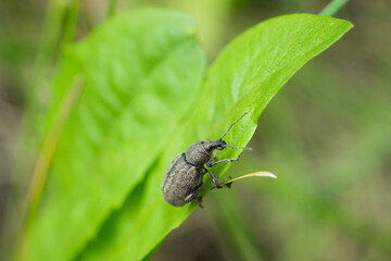 Otiorhynchus ligustici, of the family Curculionidae. Central Russia.