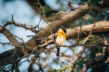 Priritschnäpper (Batis pririt) mit intensiv gefärbter oranger Brust auf einem Baum am Ufer des Kunene, Namibia