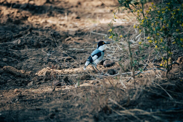 Männlicher Priritschnäpper (Batis pririt) am Ufer des Kunene, Namibia