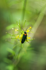Alosimus syriacusm of the family Meloidae, feeding on Erucastrum armoracioides, of the family Brassicaceae. Central Russia.