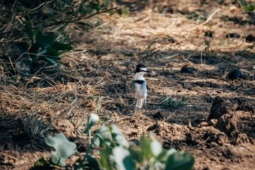 Männlicher Priritschnäpper (Batis pririt) am Ufer des Kunene, Namibia