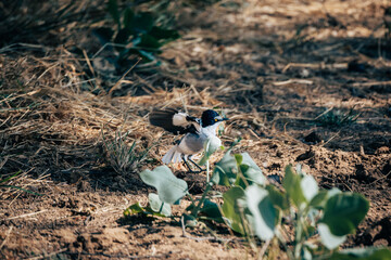 Männlicher Priritschnäpper (Batis pririt) am Ufer des Kunene, Namibia