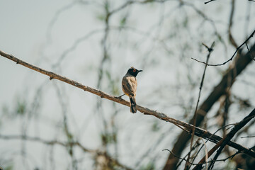 Maskenbülbül (Pycnonotus nigricans) auf einem dünnen Ast im Gegenlicht am Ufer des Kunene, Namibia