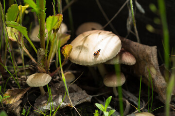Mushrooms in a spring garden. Central Russia.