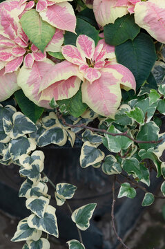 ivy and variegated pink poinsettia flowers