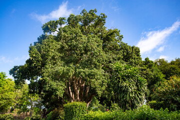 Fototapeta premium Mango Tree and Hanging Green Mangoes