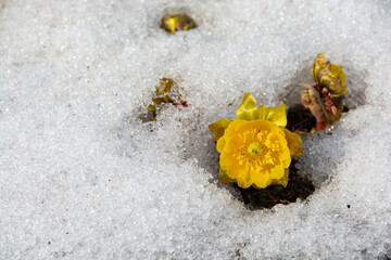 雪の中から花を咲かせるフクジュソウ
