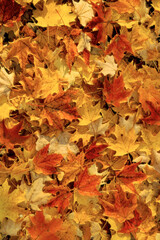 Naklejka na ściany i meble Nature Detail - Carpet of Leaf - Tapis de Feuille