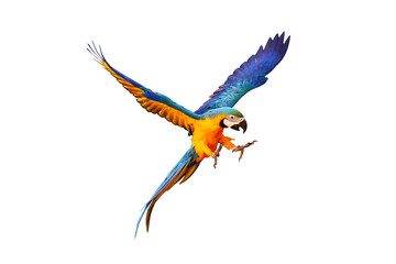 Colorful flying parrot isolated on transparent background.