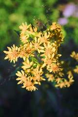 Hypericum androsaemum or Tutsan, Shrubby St. John's Wort , or sweet-amber flowers in summer garden.