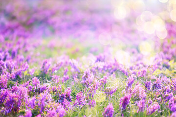 Obraz premium pink purple wild spring flowers bokeh background