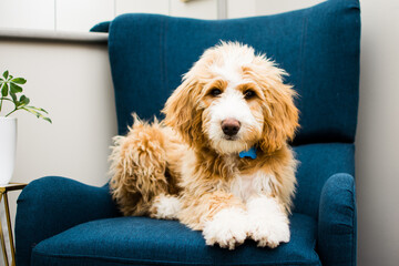 Fluffy Bernedoodle puppy sitting on a chair in a bedroom
