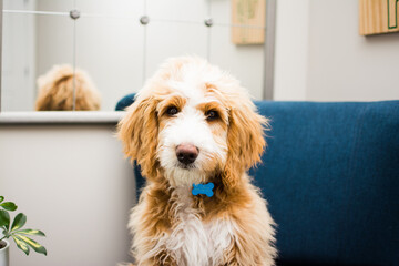 Fluffy Bernedoodle puppy sitting on a chair in a bedroom