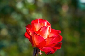 秋の日差しを浴びて輝く赤とオレンジのグラデーションのバラ