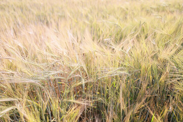 grain harvest background crisis farming