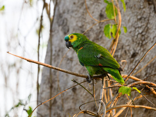Turquoise-fronted Parrot  sitting on tree branch, closeup portrait