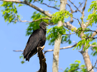 Black Vulture