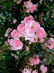 Pink roses plant with blur bush background, gardening photography