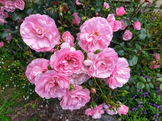 Pink roses plant with blur bush background, gardening photography