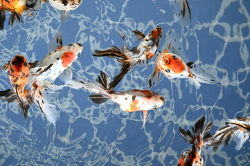 日本のアクアリウムで泳ぐカラフルな金魚達（goldfish）